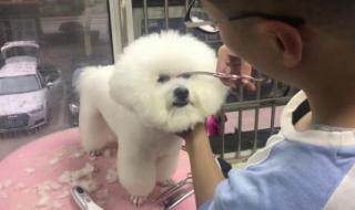宠物美容一次大概多少 宠物美容师培训费用
